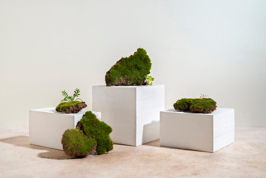 Biophilic Design for Better Health: Ways to Transform Your Home