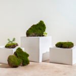 Biophilic Design for Better Health: Ways to Transform Your Home